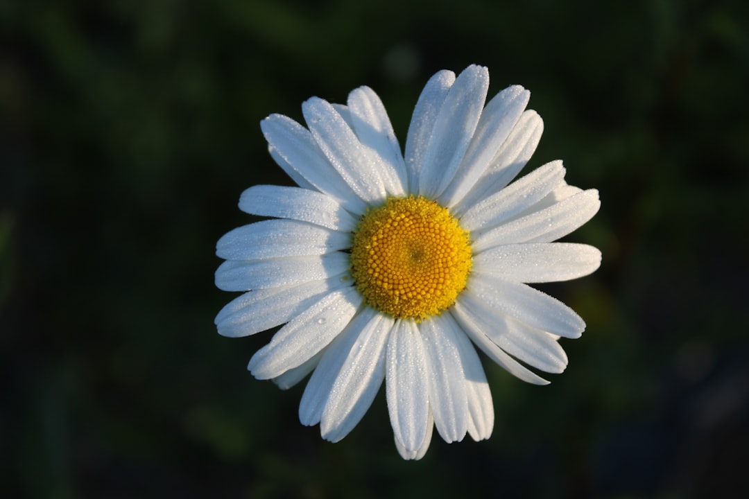 Happy Holidays, Don’t Commit Suicide