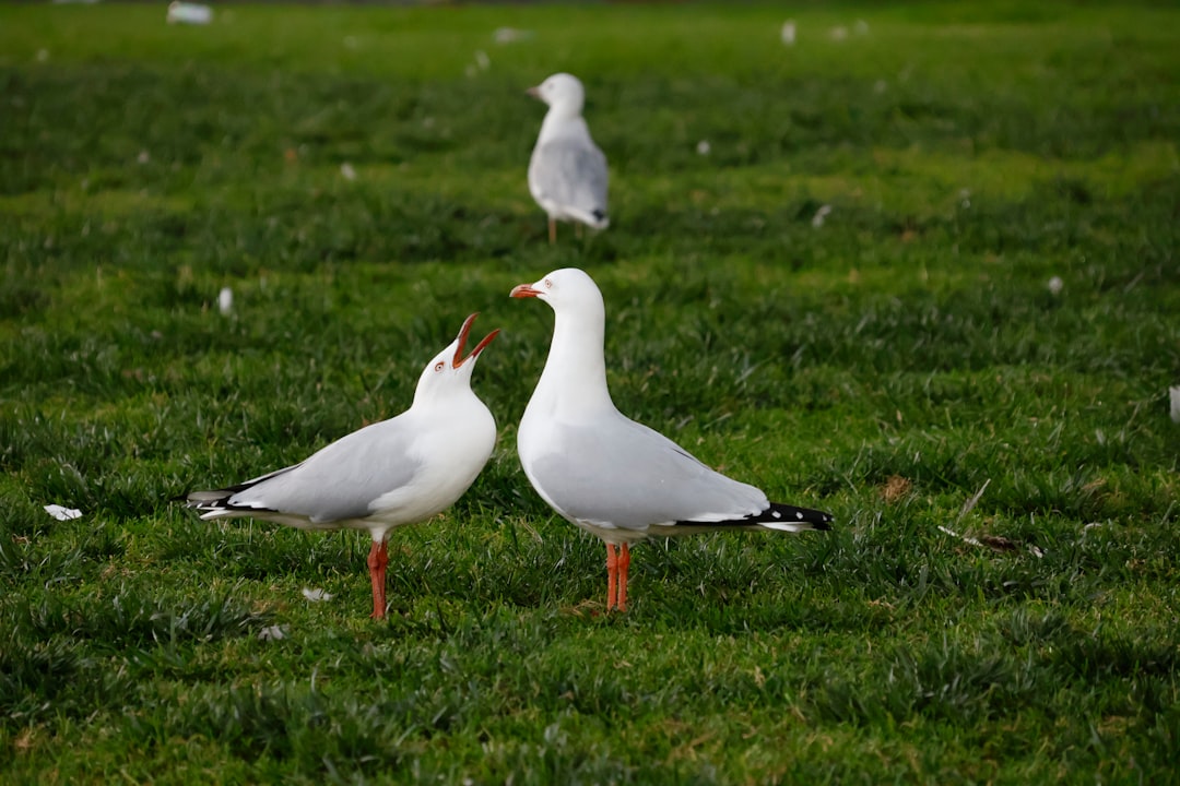 TWO MORE KINGS POINT DELRAY ARRESTS: Now 84 Since 2023