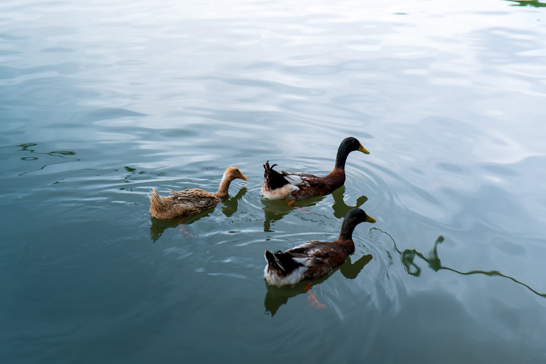 Three Dead In Boynton Beach Shooting, Gunman Among Dead
