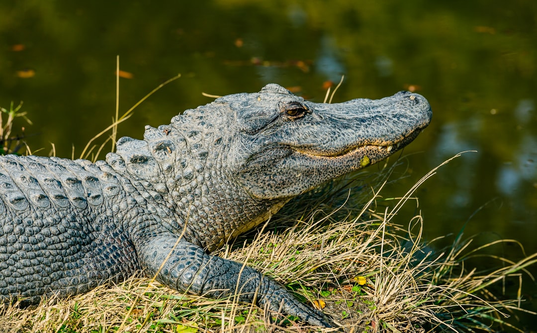 ALLIGATOR ALLEY CLOSED DUE TO LOW VISIBILTY