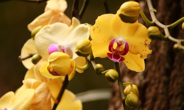 Boca Raton's Floral Art Exhibit Blooms