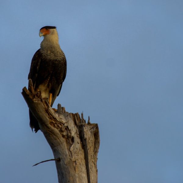 Home 17 Florida Turnpike Remains Closed In Broward County After Multi-Car Crash Involving Cops
