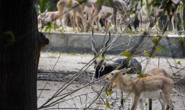 Boca Raton's Growing Coyote Population: A UF Study