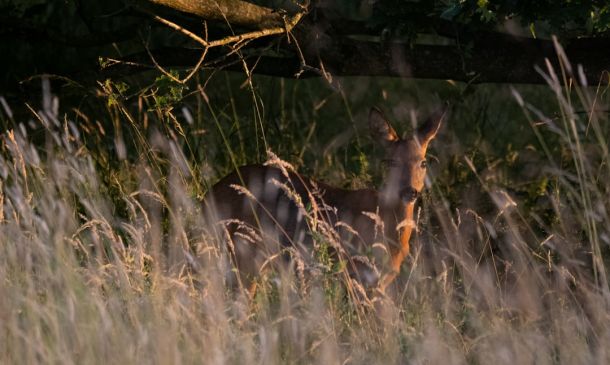 High Surf Advisory issued October 2 at 3:32AM EDT until October 5 at 4:00AM EDT by NWS Miami FL