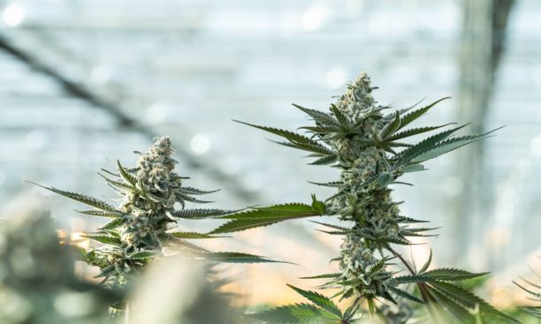 Boca Raton Medical Marijuana Guide