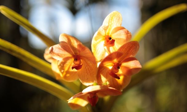 Boca Raton's Orchid Obsession