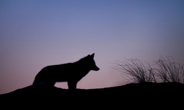 Boca Raton's Coyote Conundrum: Research & Coexistence