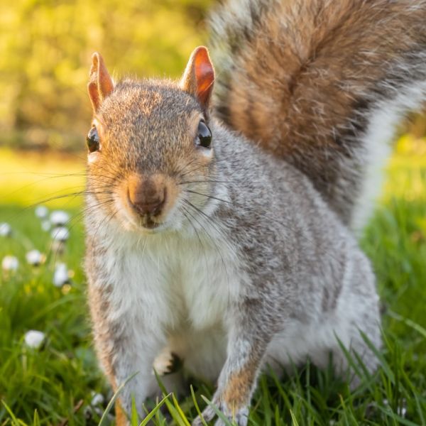 Home 14 Rodent Droppings On List Of Reasons Why Boca Raton Restaurant Ordered Shut