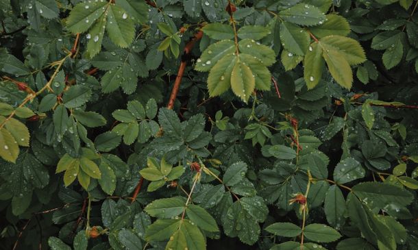 Travis Kelce, Football Star and Taylor Swift Beau, Moves to Boca Raton for Offseason 5 After Public Backlash, Boca Raton Won’t Be Redesigning Its City Flag After All