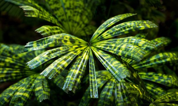 Tropical Disturbance Could Bring More Than a Foot of Rain to South Florida