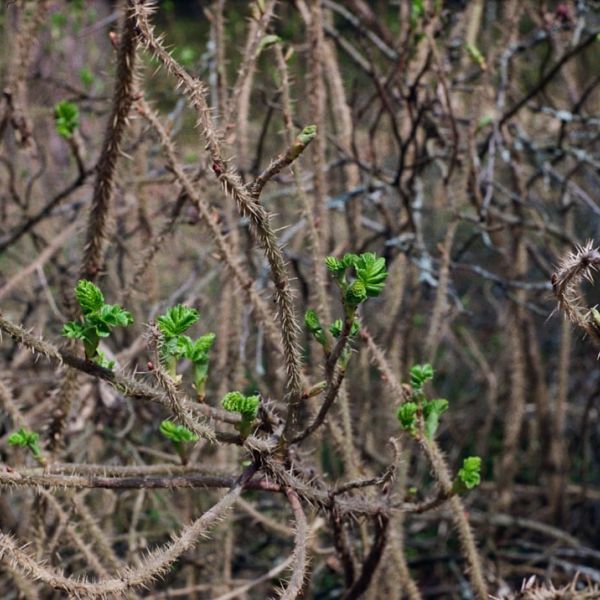 Shooting In Delray Beach Leaves One Person Critical
