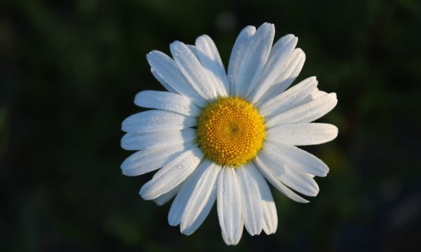 Happy Holidays, Don’t Commit Suicide