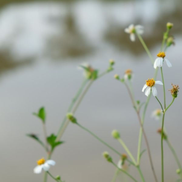 Small Plane Crashes In West Boynton Beach