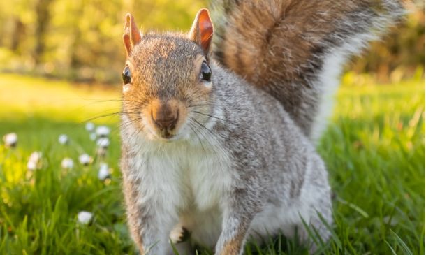 Home 22 Rodent Droppings On List Of Reasons Why Boca Raton Restaurant Ordered Shut
