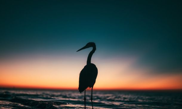 Gumbo Limbo Nature Center – Helpful Boca Raton Legacy: 10 Essential Childhood Memories