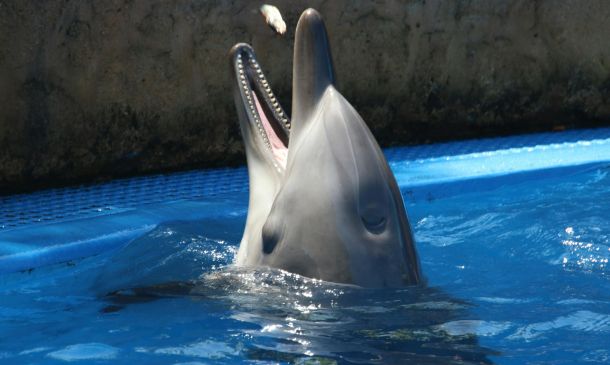 Amazing Athletes 6 outdoor marine aquarium feeding 81 1b23300e Amazing Athletes