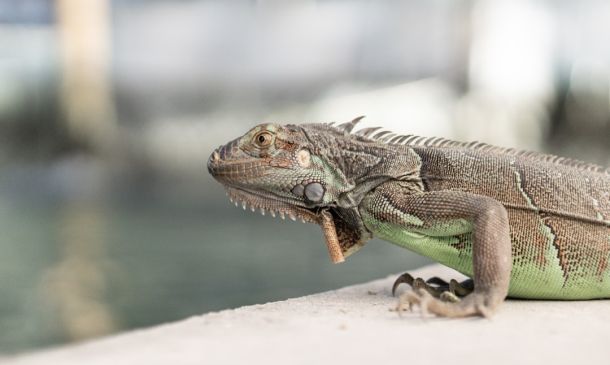 Boca Raton Retail Employee Stole $11K in Return Scam, Police Allege 7 Florida Turnpike Shut Southbound In Boynton Beach