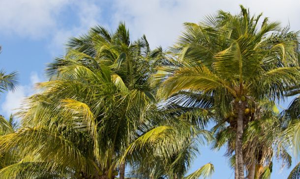 Boca Raton 7-Day Forecast: Sun, Rain, & Heat