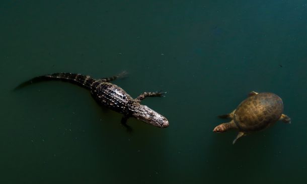 FLORIDA ALERT ISSUED FOR FOUR MISSING CHILDREN