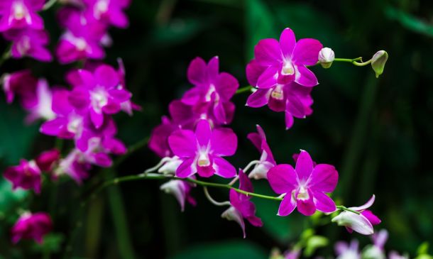 Boca Raton Orchid Extravaganza