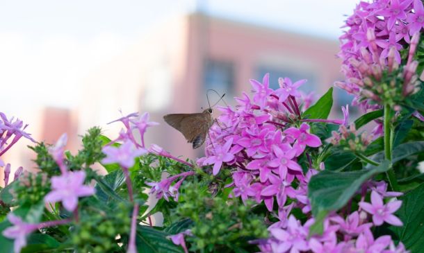 BOCA RUDETON: WOMAN PLACES DOG ON CHILD DURING JETBLUE FLIGHT FROM PBI
