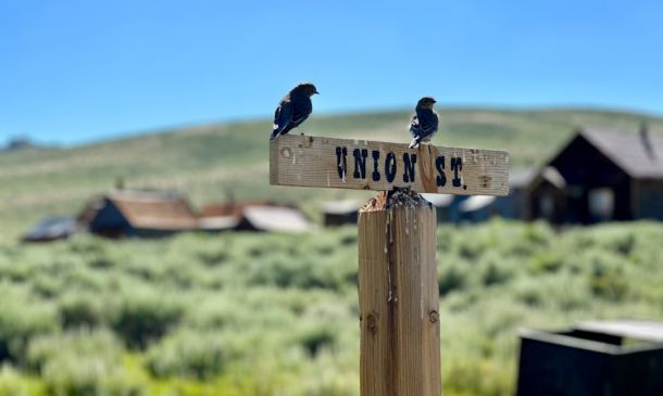 Three Dead And Deputy Seriously Injured In Wednesday Night PBC Violence 5 West Boca Woman Charged With Repeated Misuse of 911 Services