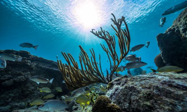 Boca Raton's New Coral Conservation Center 2 Boca Raton's New Coral Conservation Center