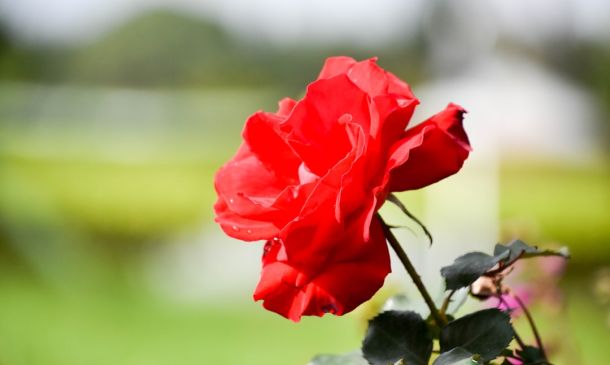 Boca Raton Celebrates a Life Well Lived