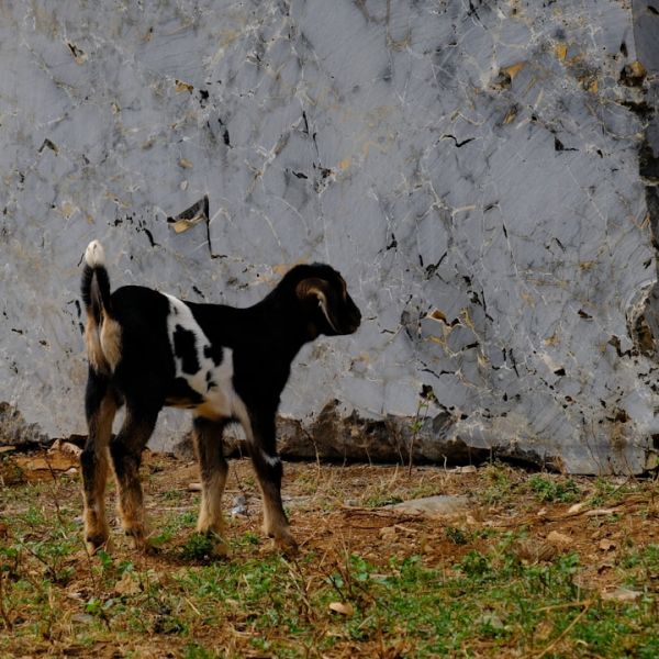 Boca Grove Sues Homeowner For Nearly $100K In Unpaid Fees, Dues