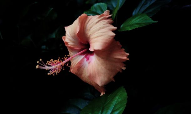 Boca Raton's Vibrant Floral Art Exhibit