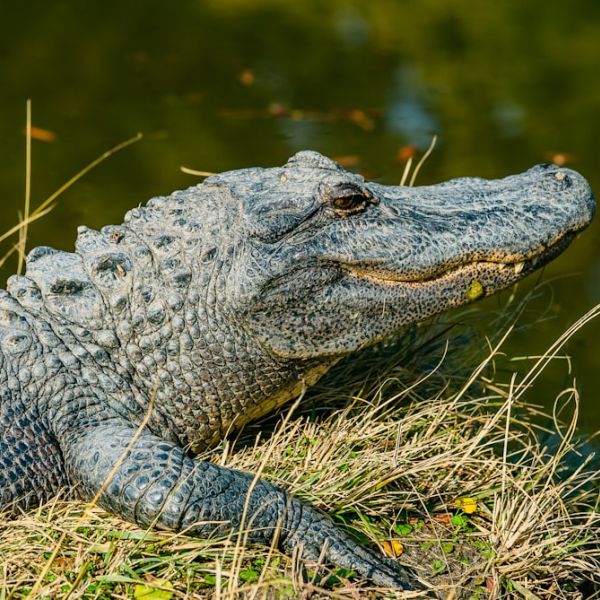 Home 17 ALLIGATOR ALLEY CLOSED DUE TO LOW VISIBILTY