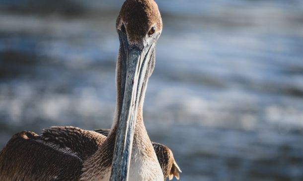 FAU Police Arrest Alleged Liar In Speeding Mercedes On Glades Road 4 Boynton Beach Woman Wins $1M In Florida Lottery
