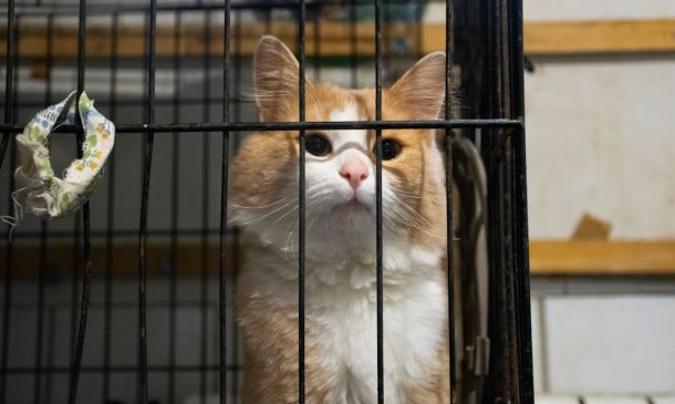 SHELTERS TO OPEN: Free Bus Service To Warming Shelters