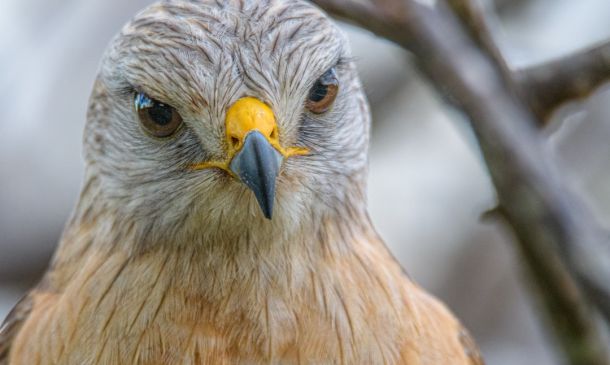 Delray Beach Woman Allegedly Attacks With Golf Club