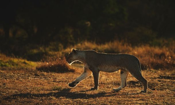 Boca Raton's Coyote Conundrum: Understanding Urban Wildlife