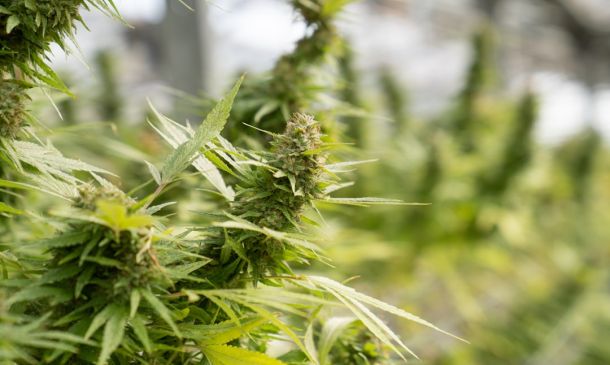 Florida Medical Marijuana: A Complete Guide 2 Florida Medical Marijuana: A Complete Guide