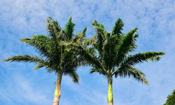 FAU Students React to Assassination Attempt 5 Boca Raton's Medical Marijuana Guide