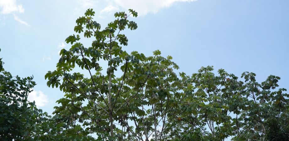 69dc9ae0 Entertainment