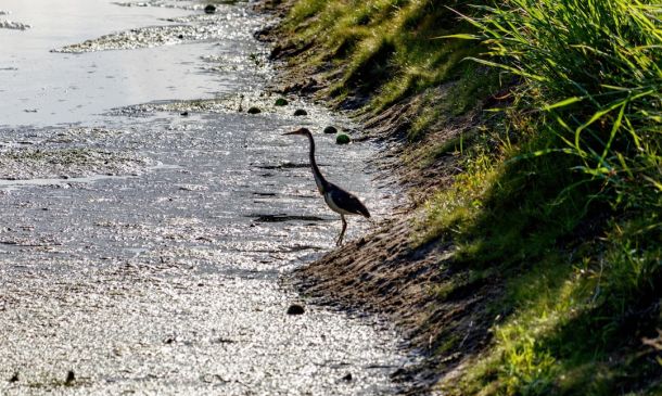 Boca Raton Landlord, Charged With Demanding Rent at Gunpoint