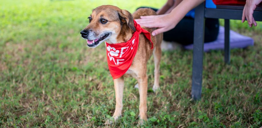shop local adopt a puppy at the seagate s first spring market 2 6df7428b Food & Drink