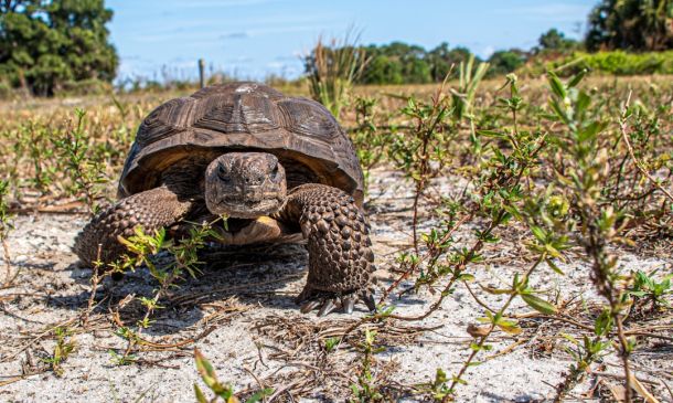 Home 25 Delray Beach Police Officer Injured In Overnight Incident