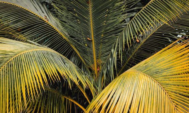 Palm Beach County Man, Cade Randolph, Dies in Crash