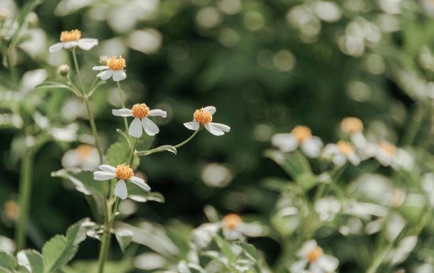 wildflower in bloom bootcamp 171 74f6beed Travel