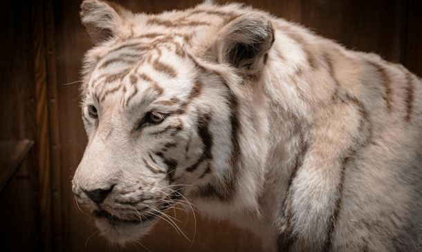 paper tiger 5 7852870e Disney to Eliminate 1,000 Jobs