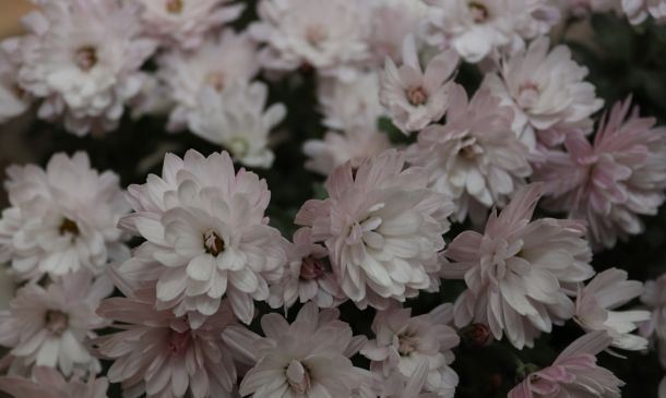 HURRICANE CENTER: Here’s The Latest On The Systems East Of Florida 3 Major Improvements Headed to Palm Beach Zoo Habitat, Security