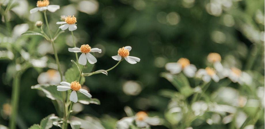 wildflower in bloom bootcamp 171 814812d2 Entertainment