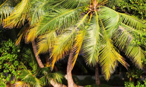 Boca Raton Kickoff Classic: West Boca vs. Chaminade