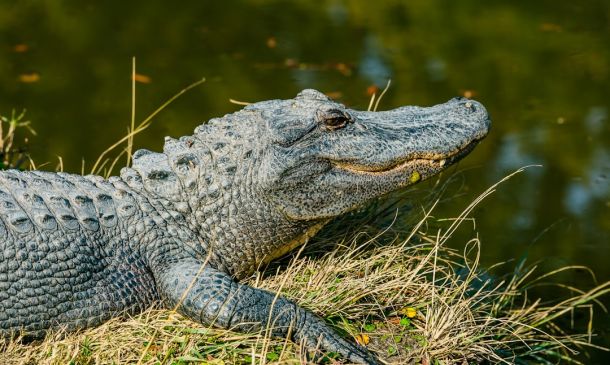 Rodent Droppings On List Of Reasons Why Boca Raton Restaurant Ordered Shut 5 ALLIGATOR ALLEY CLOSED DUE TO LOW VISIBILTY