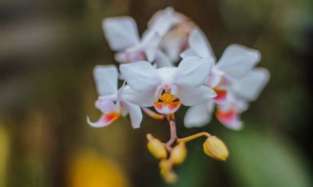 Boca Raton's Orchid Obsession: A Floral Spectacle