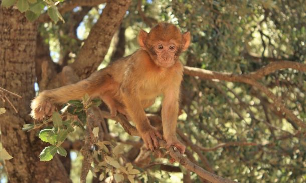 ANIMAL CRUELTY ARREST: Delray Beach Doggie Daycare Owner